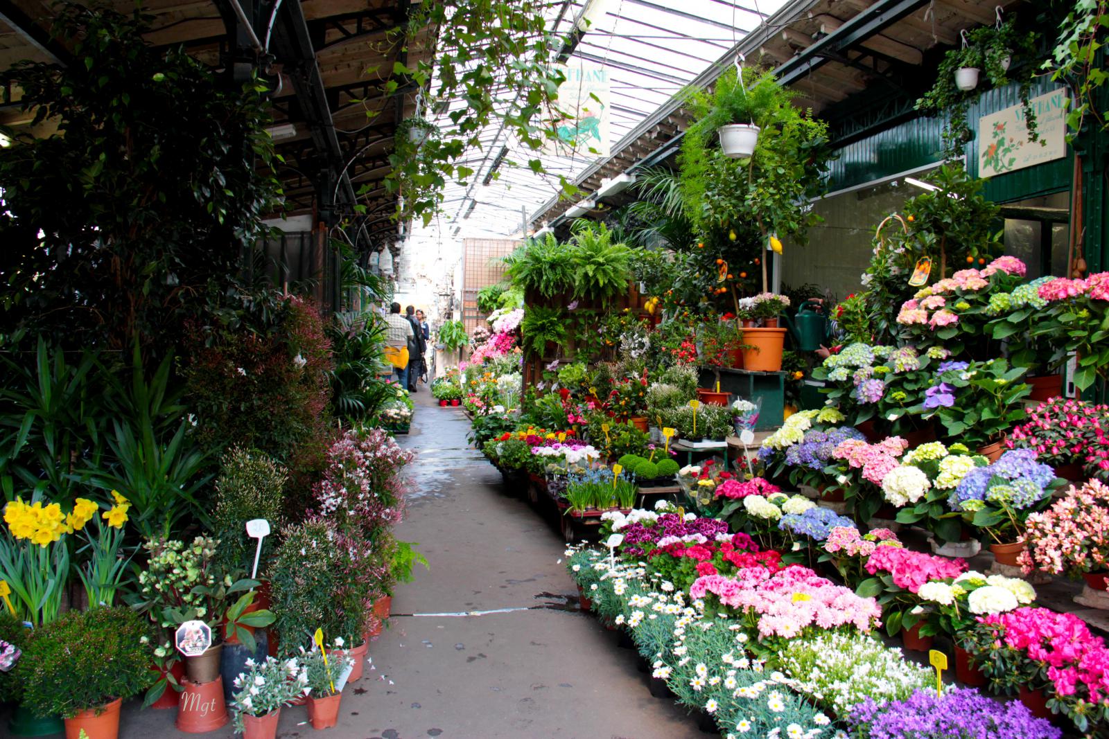 Flowers and Birds Market Paris